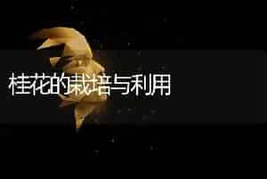 桂花的栽培与利用