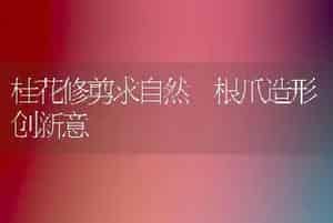 桂花修剪求自然 根爪造形创新意