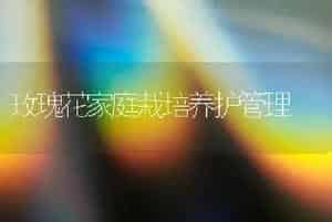 玫瑰花家庭栽培养护管理