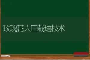 冬大葱的定植技术