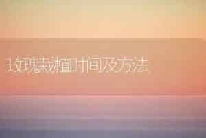 玫瑰栽植时间及方法