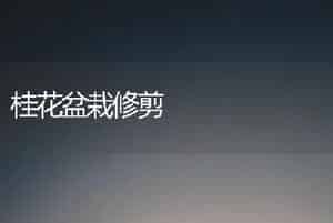 桂花盆栽修剪