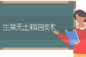 生菜无土栽培技术