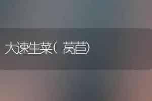 大速生菜(莴苣)