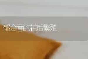 郁金香的花后繁殖