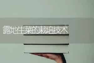 露地生菜的栽培技术