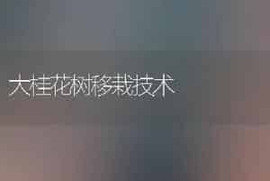 大桂花树移栽技术