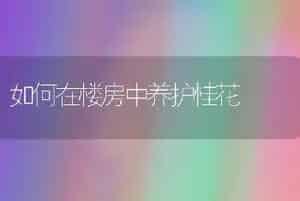 如何在楼房中养护桂花