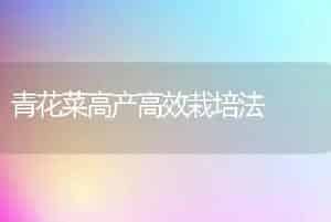 青花菜高产高效栽培法