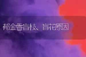 郁金香盲枝、盲花原因