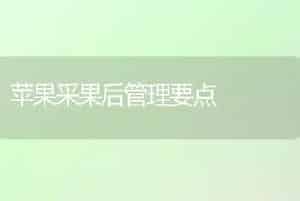 如何栽培玫瑰花-花卉苗木养护管理