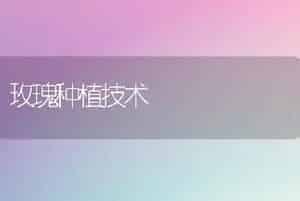 玫瑰种植技术