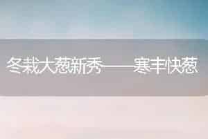 冬栽大葱新秀——寒丰快葱