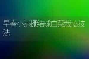 早春小拱棚结球白菜栽培技法