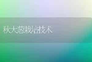 秋大葱栽培技术