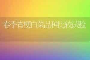 春季青梗白菜品种比较试验
