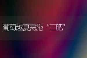 怎样种好郁金香