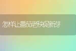 怎样让番茄老秧促新芽