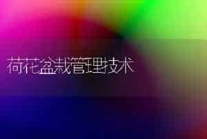 荷花盆栽管理技术
