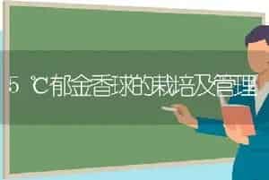 5℃郁金香球的栽培及管理