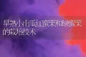 矮生菜豆栽培技术