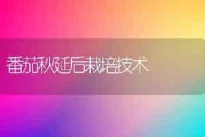 番茄秋延后栽培技术