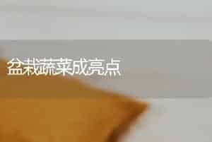 含羞草栽培养护技术