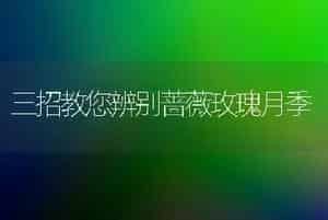 三招教您辨别蔷薇玫瑰月季