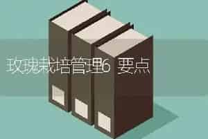 玫瑰栽培管理6要点