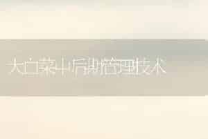 大白菜中后期管理技术