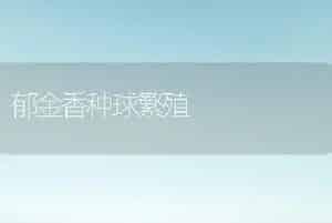 郁金香种球繁殖