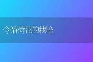 令箭荷花的栽培