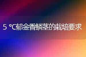 5℃郁金香鳞茎的栽培要求