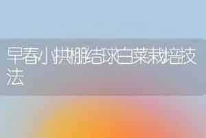 早春小拱棚结球白菜栽培技法