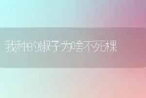 玫瑰的栽培历史和生产现状