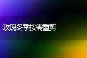 玫瑰冬季按需重剪