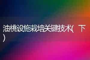 黑木耳高产雾灌新技术