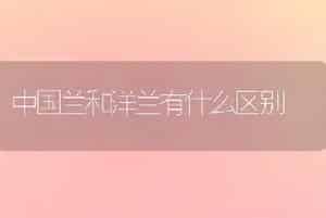 中国兰和洋兰有什么区别