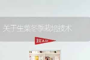 关于生菜冬季栽培技术