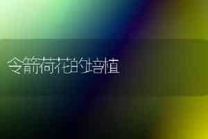 令箭荷花的培植