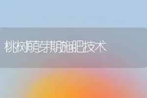 荷花播种繁育技术要点