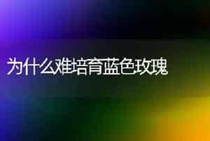 为什么难培育蓝色玫瑰