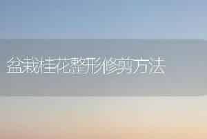 盆栽桂花整形修剪方法