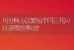 用分株方法繁殖中国兰花应注意哪些事项?