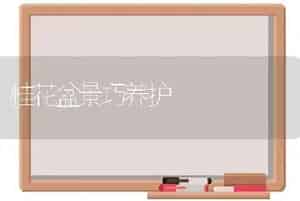 桂花盆景巧养护