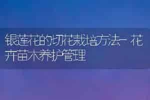 银莲花的切花栽培方法-花卉苗木养护管理