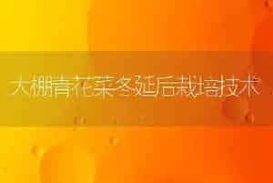 大棚青花菜冬延后栽培技术