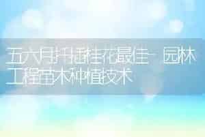 五六月扦插桂花最佳-园林工程苗木种植技术