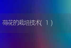 荷花的栽培技术(1)