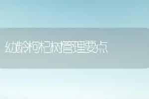 幼龄枸杞树管理要点